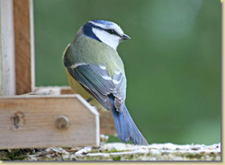 blue tit